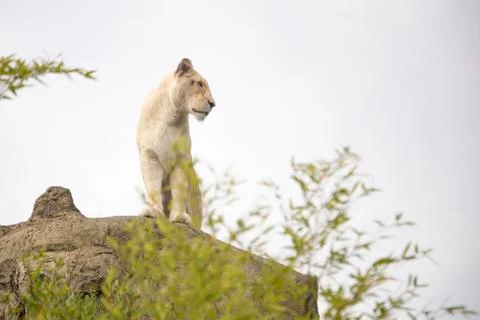 White lioness Stock Photos