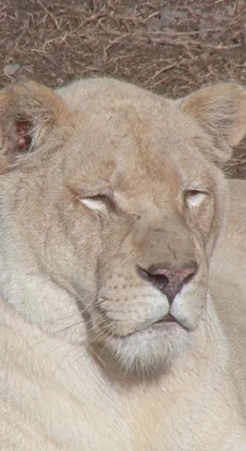 White lioness in the wild Video stock 249982369
