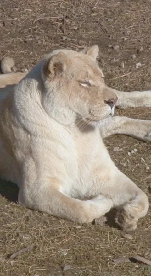 White lioness in the wild Stock Footage 249982397