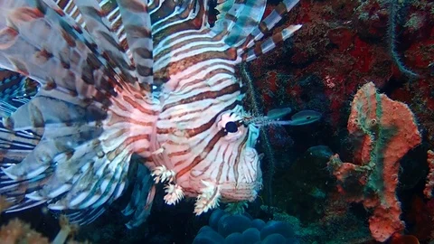 White lionfish Stock Footage 112037339