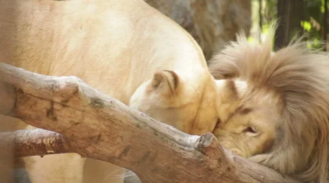 White lions in the cage Stock Footage 53064709