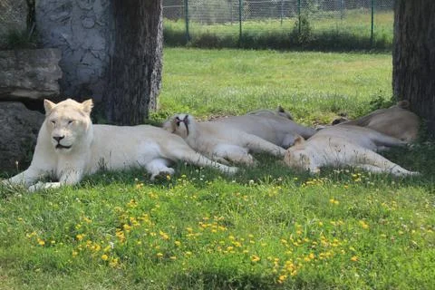 White Lions Napping 写真素材