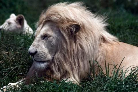 White Lions Stock Photos