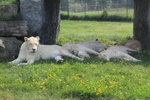 White Lions 写真素材
