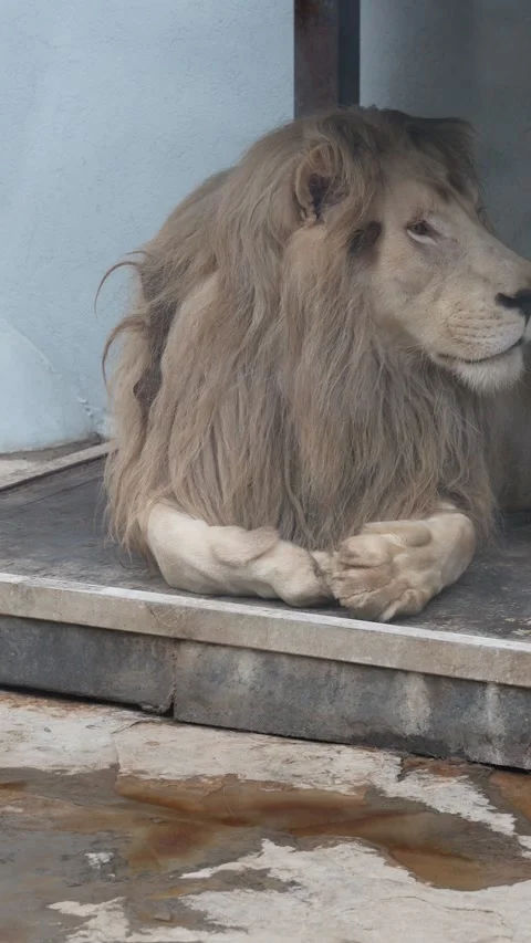 White lions protected due to their endangered status Stock Footage 294954211