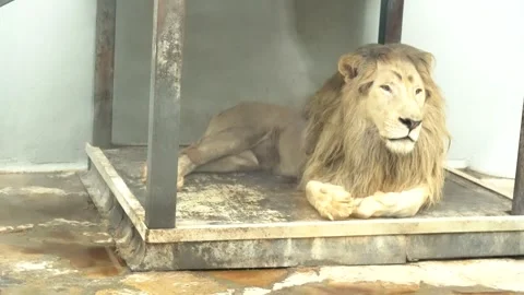 White lions protected due to their endangered status Stock Footage 294954288