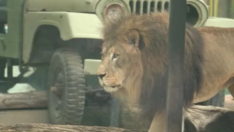 White lions protected due to their endangered status Stock Footage 294954305
