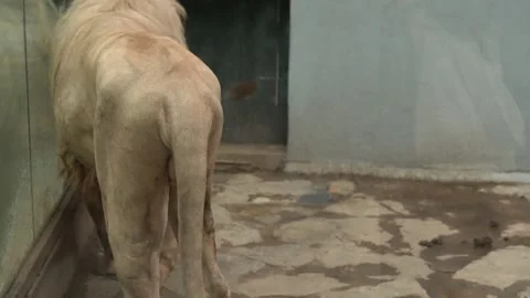White lions protected due to their endangered status Stock Footage 294954312