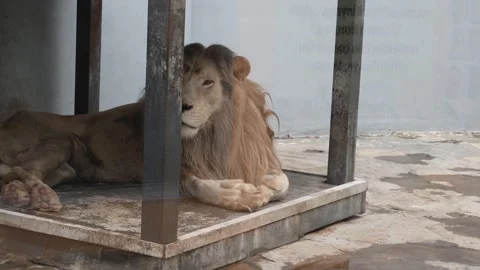 White lions protected due to their endangered status Stock Footage 294954434