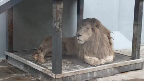 White lions protected due to their endangered status Stock Footage 294954504