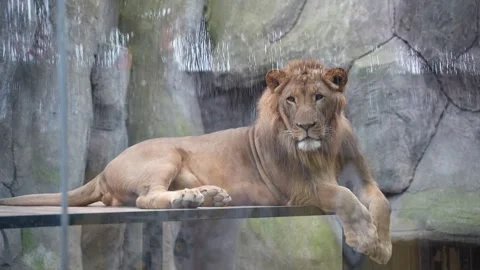 White lions protected due to their endangered status Stock Footage 294954554