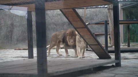 White lions protected due to their endangered status Stock Footage 294954555