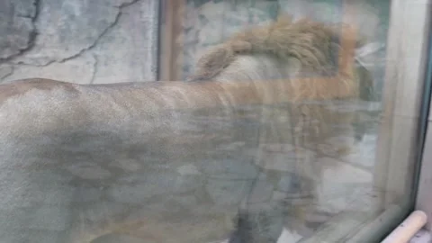 White lions protected due to their endangered status Stock Footage 294954584