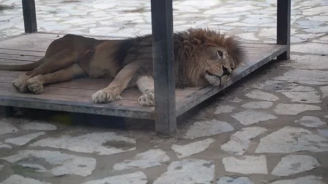 White lions protected due to their endangered status Stock Footage 294954649