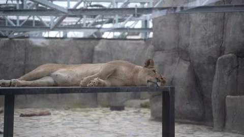 White lions protected due to their endangered status Stock Footage 294954660