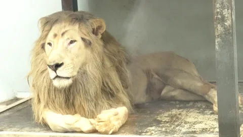 White lions protected due to their endangered status Stock Footage 294954726