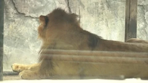 White lions protected due to their endangered status Stock Footage 294954824