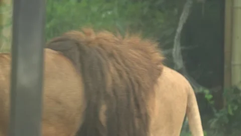 White lions protected due to their endangered status Stock Footage 294954851