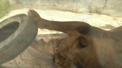White lions protected due to their endangered status Stock Footage 294954925