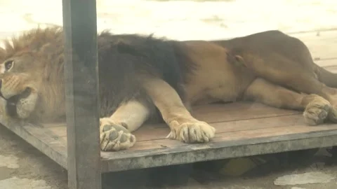 White lions protected due to their endangered status Stock Footage 294954975