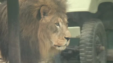 White lions protected due to their endangered status Stock Footage 294955041