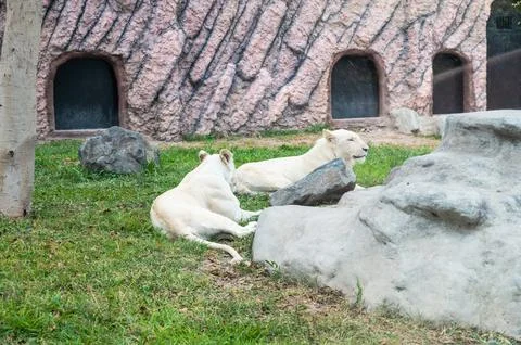 White lions resting in captivity Stock Photos
