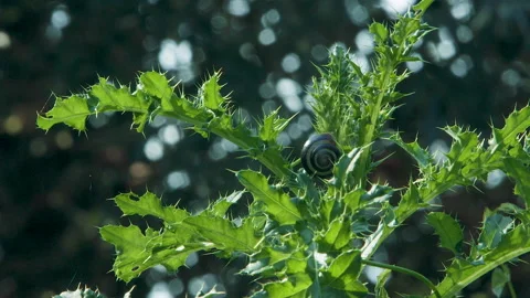 White-lipped Snail 스톡 동영상 139489695