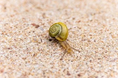 White-lipped snail Stock Photos