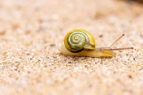 White-lipped snail Stock Photos