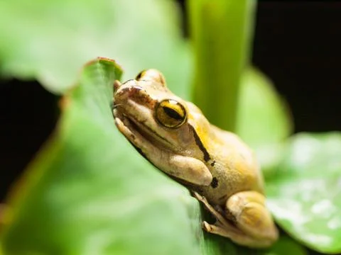 White lipped Tree frog on the leaf - Hyla leucomystax Stock Photos