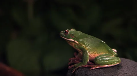 White-lipped tree frog leaping out of frame in ultra-slow motion Stock Footage 59545944