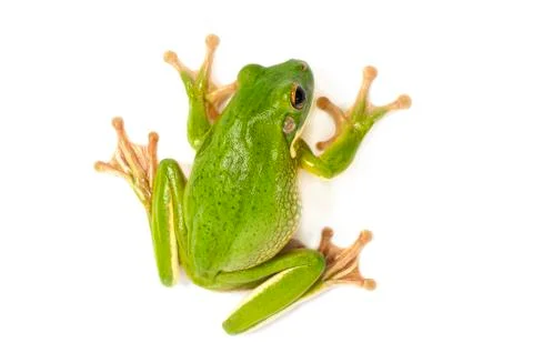 White lipped tree frog Stock Photos