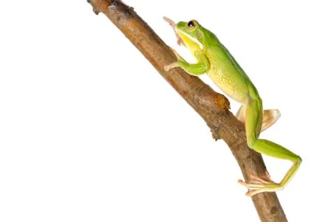 White lipped tree frog Stock Photos