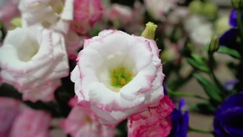 White Lisianthus  Elegant Bloom Stock Footage 320958519