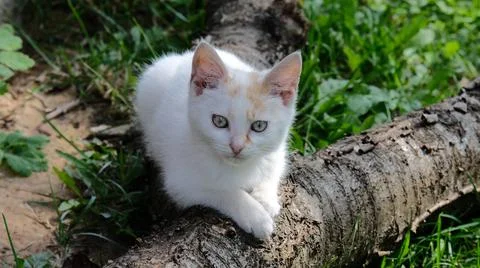 White little cat lying on a tree Stock Photos