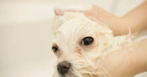 White little dog massaging a muzzle. wet maltese. puppies being washed. Stock Footage 126631487