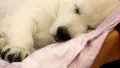 White little dog sleeping on the bed HD Footage