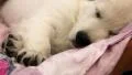 White little dog sleeping on the bed HD Footage