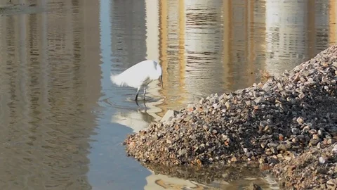 White Little Egret wading bird pecks water for fish and flies way Stock Footage 123723535