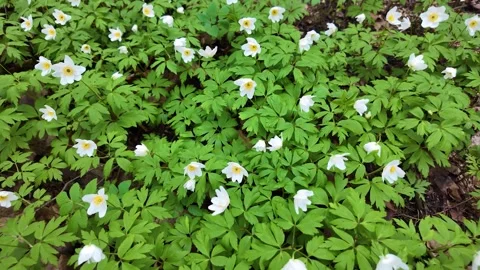 White little flowers in a spring forest. Slowmotion 스톡 동영상 320563174
