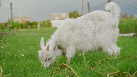White little goat eats green grass in a country yard. Livestock raising. Stock Footage 155802307