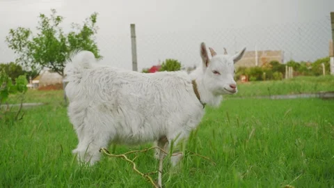 White little goat eats green grass in the backyard. Village scene with livest Stock Footage 155803435