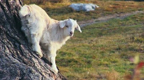 White Little Goat 스톡 동영상 45102572