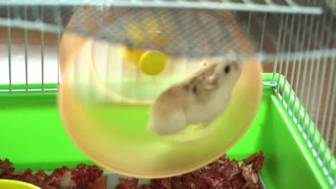 White Little Hamster mouse is running on the spinning wheel in a cage. Stock Footage 139736409