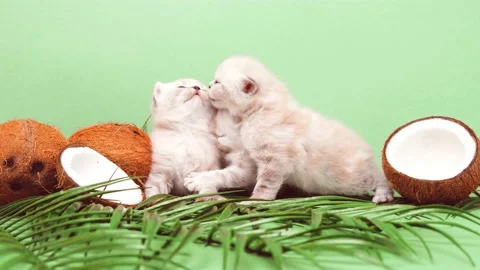White little kittens among coconuts. Stock Footage 171484716