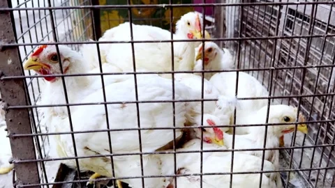 White Live Chicken Shop Displaying Poultry for Sale Stock Footage 339531320