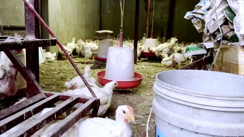 White Live Chicken Shop Displaying Poultry for Sale Видео 339531332
