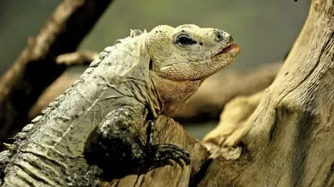 White Lizard Stock Footage 10880938