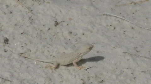 White lizard Stock Footage 68797075