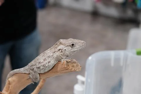 White Lizard Pet Stock Photos